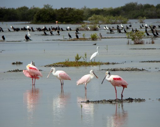 La Ciénaga de Zapata: a natural treasure in Cuba