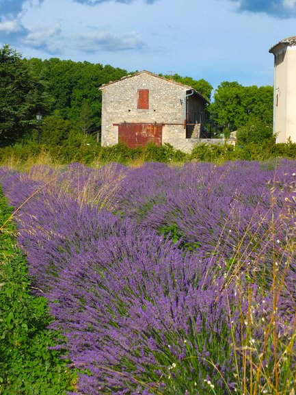 Lavender Cereste Village, Provence
