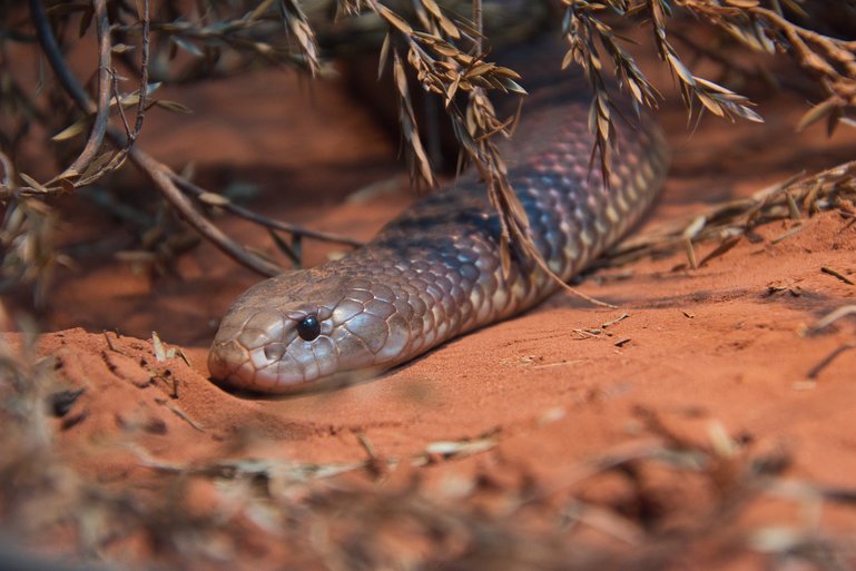 One of the many venomous snakes that are at Australia Zoo