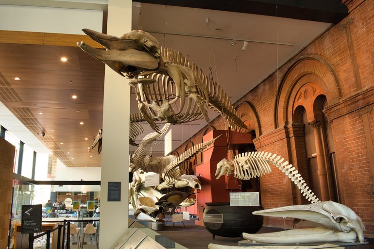 Marine life skeletons inside the entrance to the museum