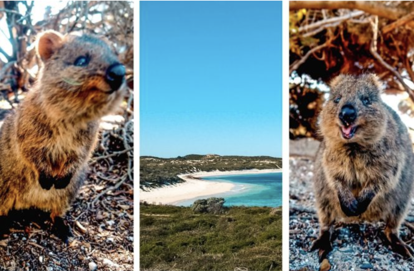 Rottnest Island – Home to The Happiest Animal in The World