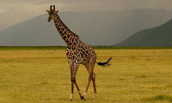 African Giraffe- Lake Manyara 