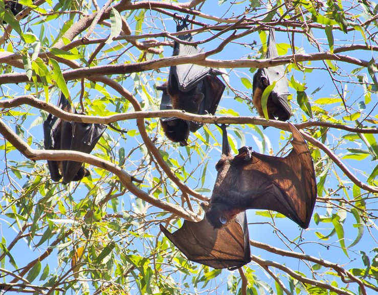 Look up while you're walking through the gardens to see sleeping, or not, Fruit Bats