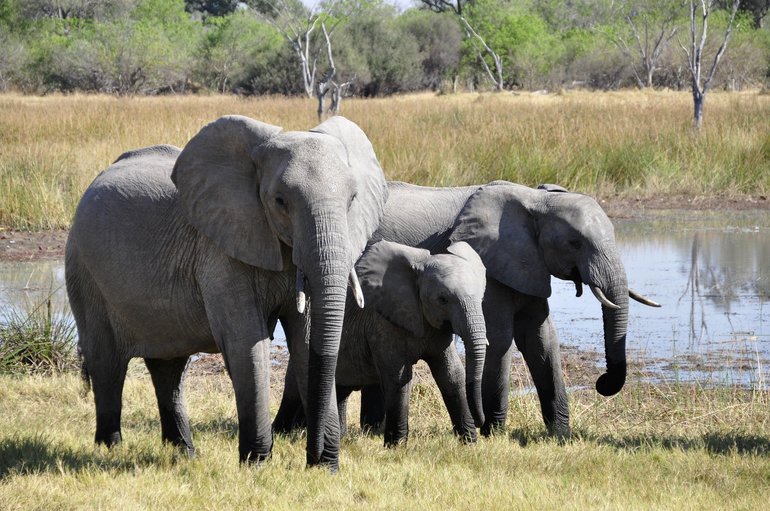 Elelpants in Moremi (Okavango Delta)