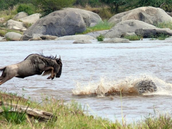 Wildebeest Crossing the dangerous river during the Migration
