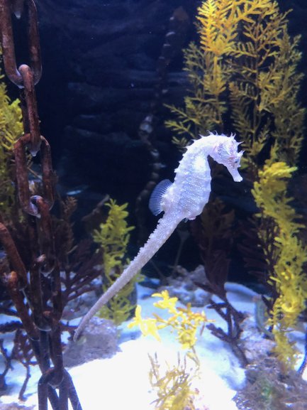 Watching cute Seahorses float past your eyes