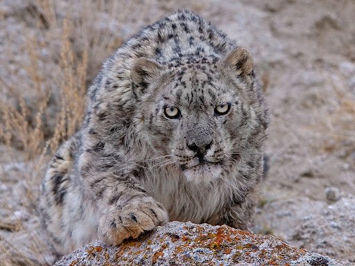 Snow Leopard