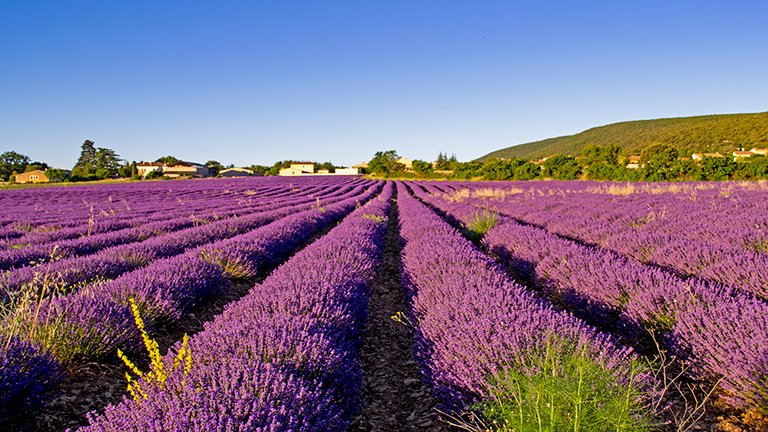 Lavender field in Simiane la Rotonde