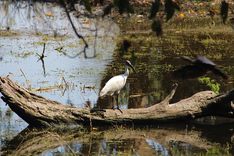 Keoladeo National Park