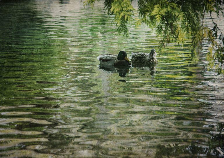 Ducks