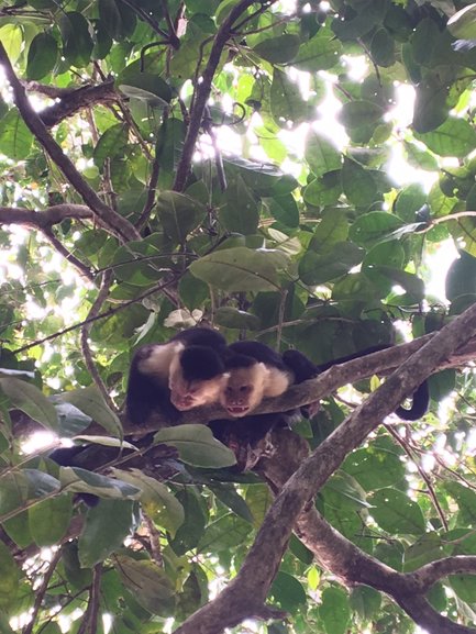 Two capuchin monkeys near the beach in Manuel Antonio National Park (Costa Rica)