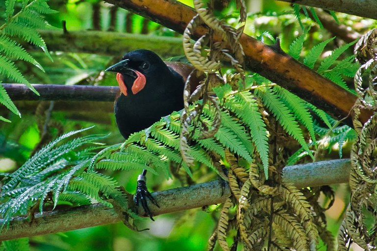 A local Tieke (Saddleback) is in the aviary, that you can walk through.