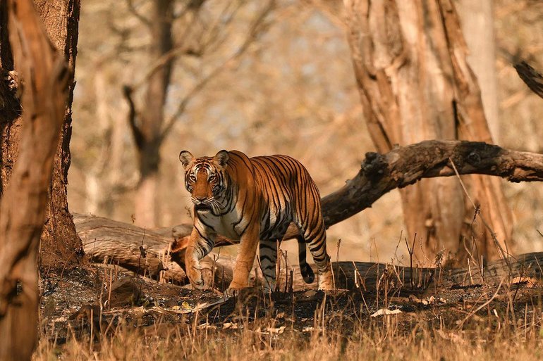 Royal Bengal Tiger