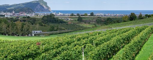 Yoichi: Japan's New Wine Country in Hokkaido