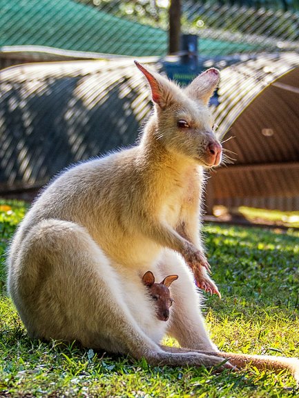 When I visited a few years ago, the Albino Wallaby had a Joey