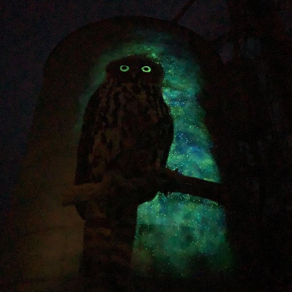 The Barking Owl at night was photographed by the artist Jimmi Buscombe.