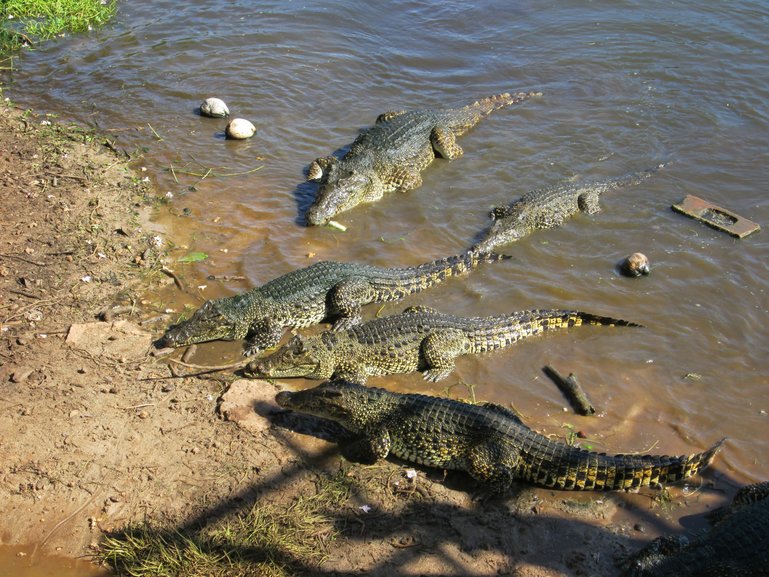 crocodiles