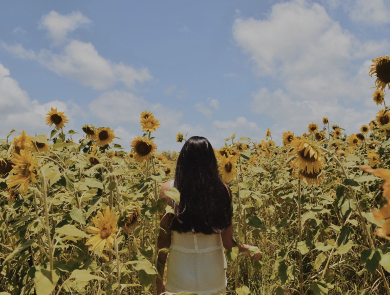 The sunflower fields near Byron Bay, Australia