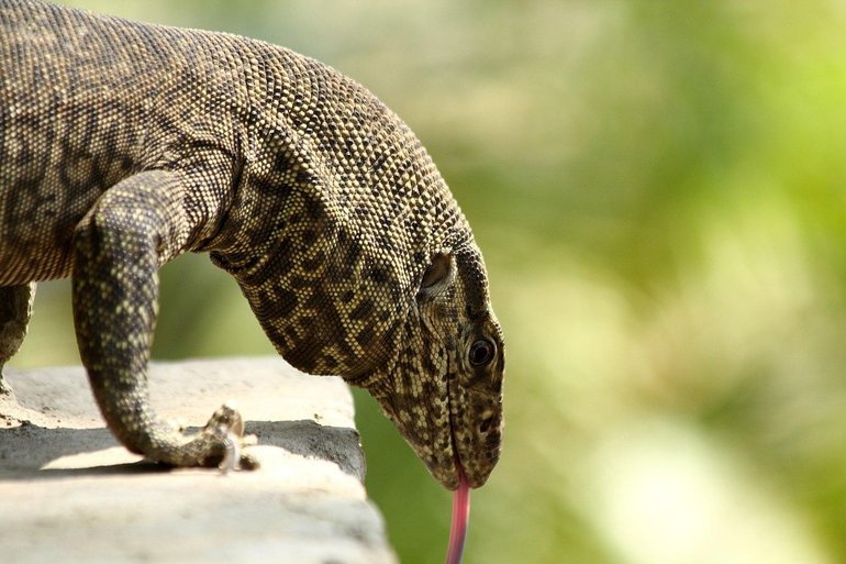 The monitor lizard by Hrudanand Chauhan via Creative Commons. Unaltered.