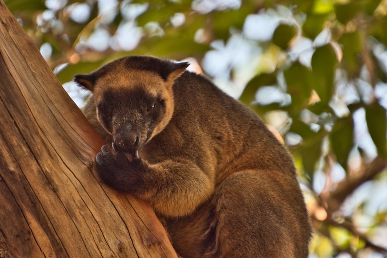 Walking up the boardwalks, you get to see the treetop animals eye to eye