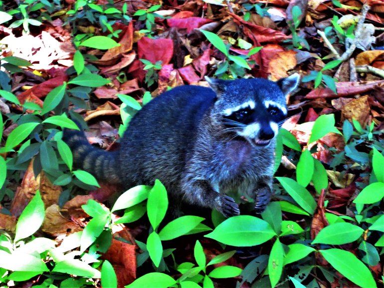 Racoon