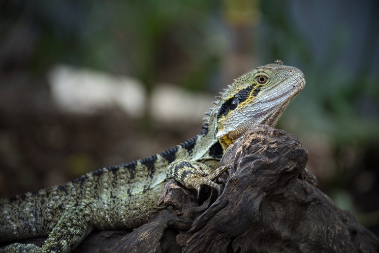 Water Dragons have the run of the park, so watch where you are walking as they are everywhere