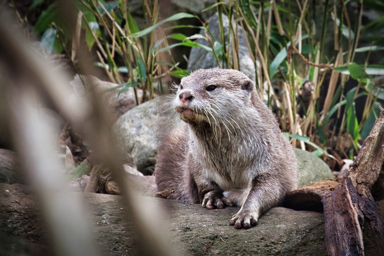 It is cuteness overload at the zoo with all the many animals from around the world