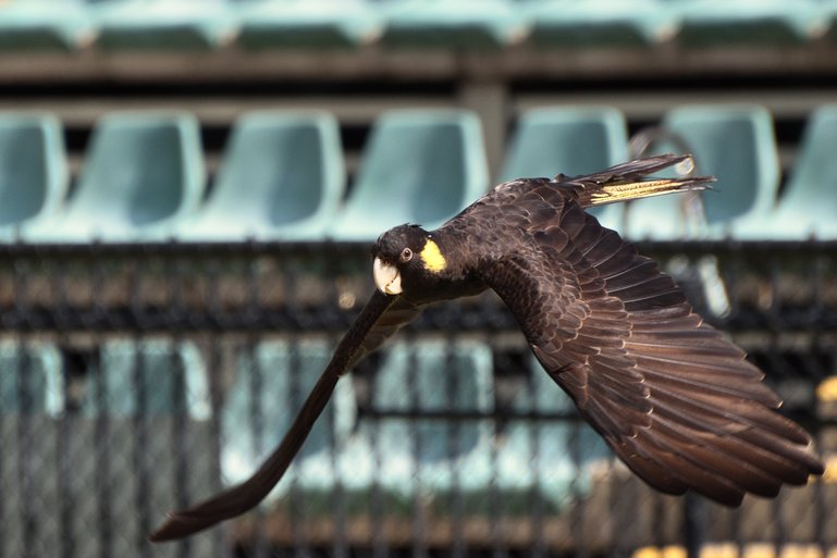 The Yellow-tailed Black Cockatoo is flying over the Crocoseum and our heads