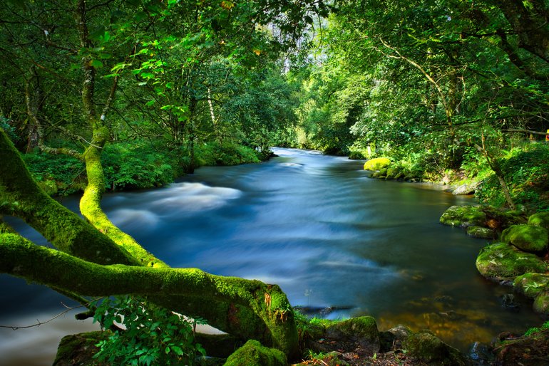 The mossy greens of this fast-flowing river