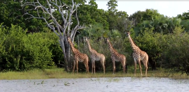 The Gireffe in the Ngorongoro Crater