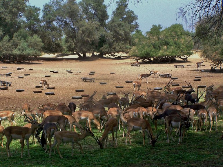 Lal Sohanra National Park 