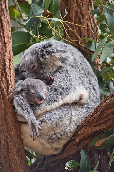 The ultra-cute and adorable Asian small-clawed otter, the Sumatran Tiger and the ultra-cute baby Koala with Mum