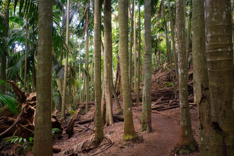 The track to Curtis Falls leads you through the rainforest