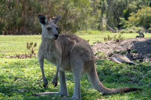 Free Animals Spotting Northern Gold Coast, Australia