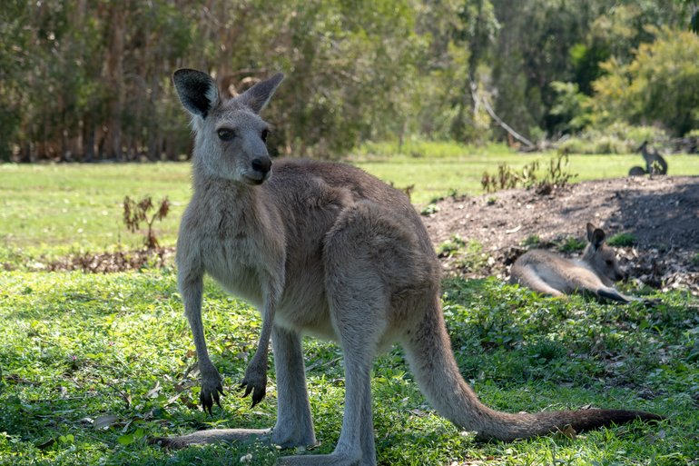 Kangaroo in Coombabah, QLD