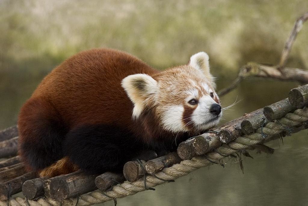Sikkim Explore The Land Of The Glorious Red Panda