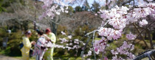 The Top 5 Places to See the Cherry Blossoms in Kyoto!