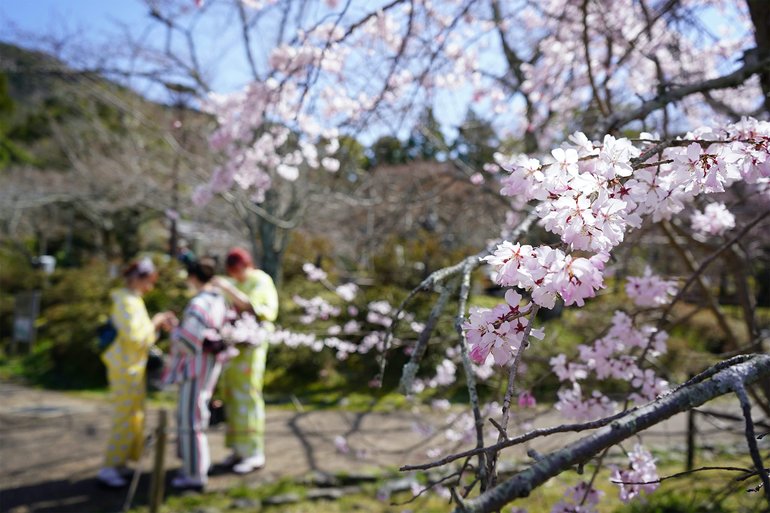 Cherry blossoms at Maruyama Park in Kyoto, Japan