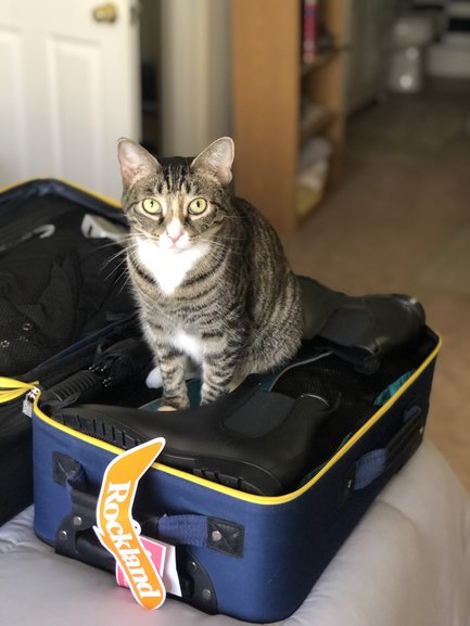 Luna helping me pack efficiently.