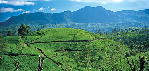 High Peak Season Time in Sri Lanka