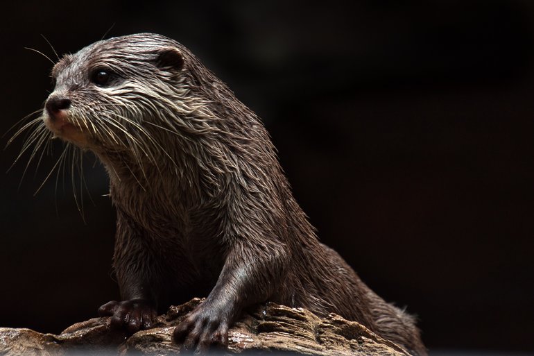 The ultra-cute and adorable Asian small-clawed Otter
