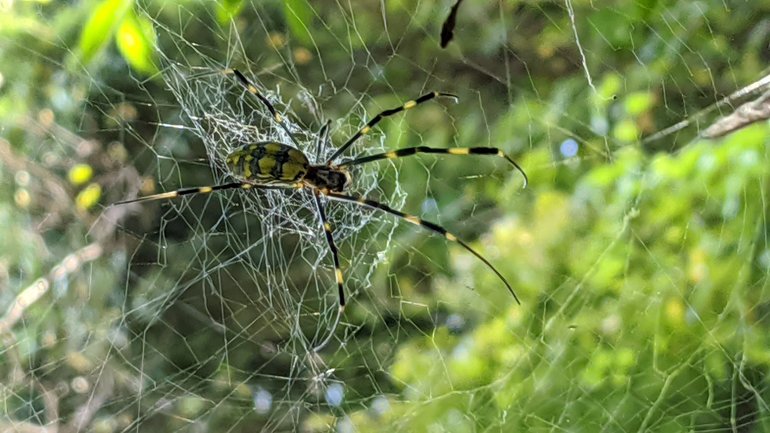 We make new friends in nature !