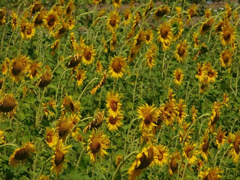 Sunflower field near Dadia village