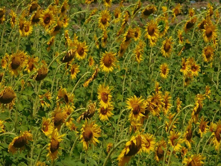 Sunflower field near Dadia village