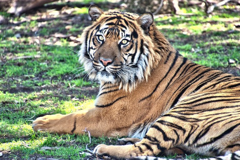 The Sumatran Tiger is critically endangered, but hopefully, zoos like this will bring them back