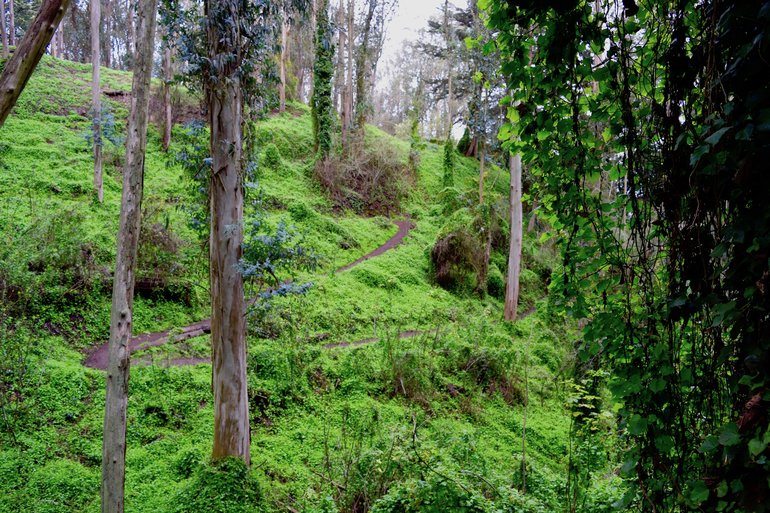 Mount Sutro Forest
