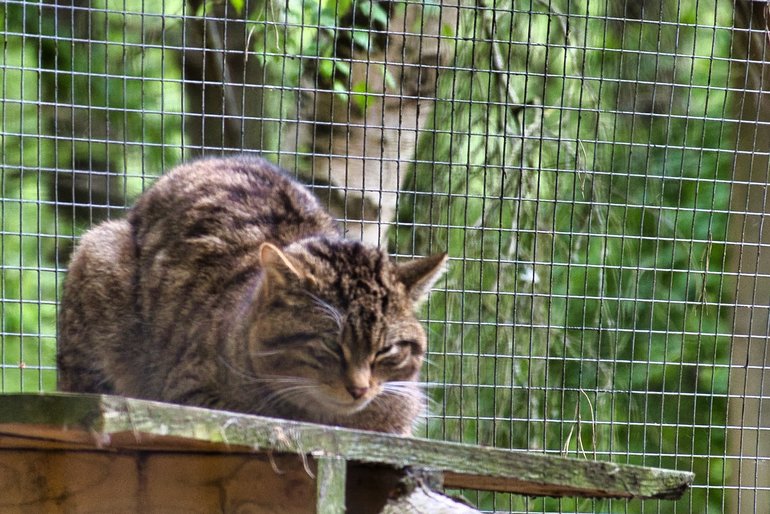 The Scottish Wildcat looking more like a Tabby keeping an eye on all that is going on around