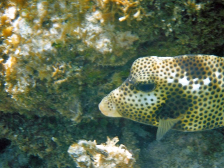 Just a sample of the underwater beauty