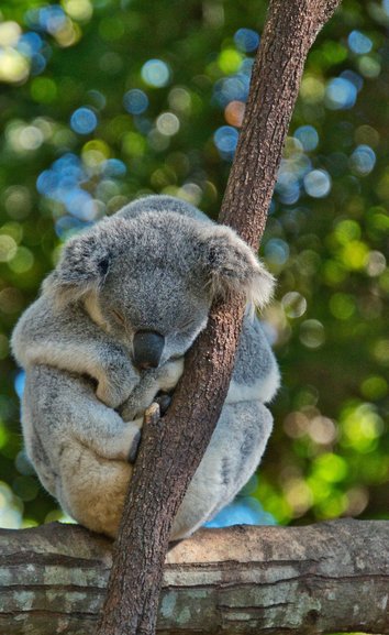 Perfectly balanced sleepytime with the Koalas
