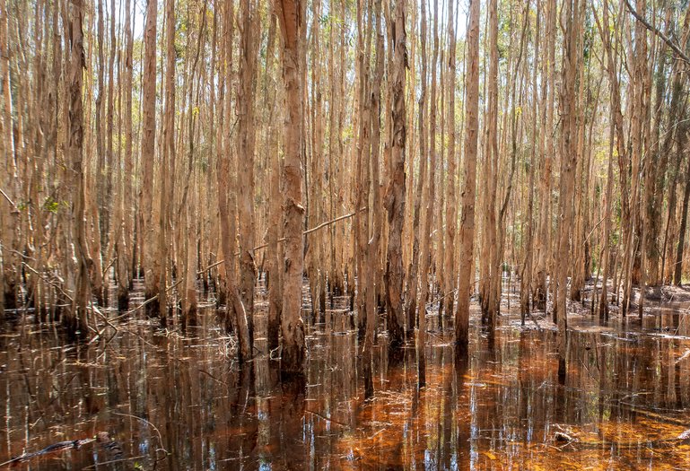 Mangroves, smelly as !